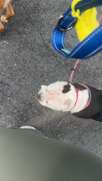 Enlarge Thelma, a Adoptable mixed breed in Mahwah, NJ video 2/6