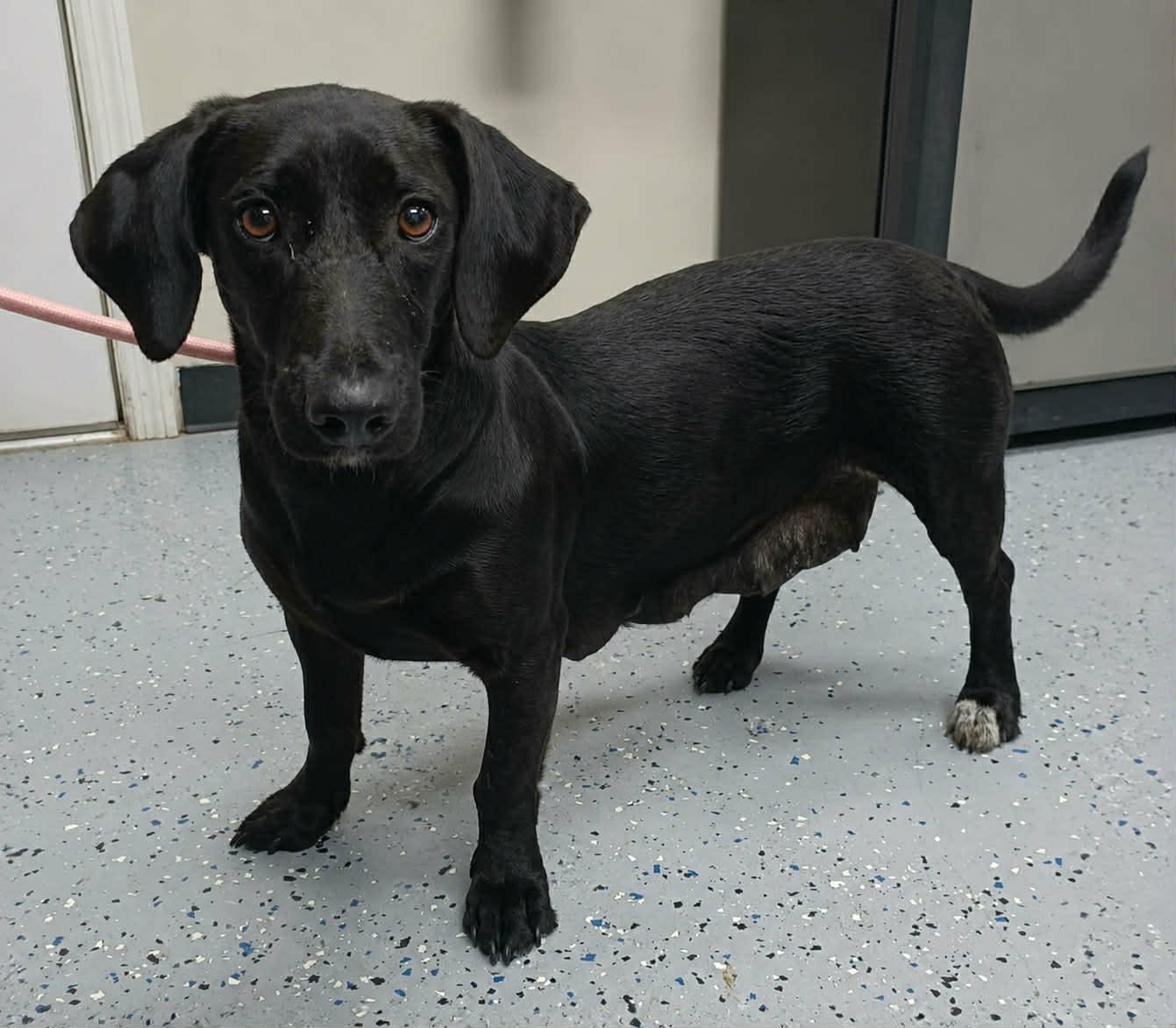Enlarge Make Believe, a ADOPTABLE mixed breed in Newport, TN image 2/2