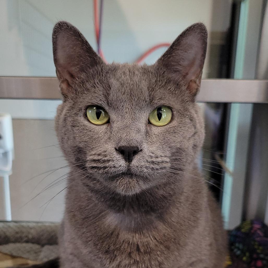 Luna, a Adoptable Domestic Short Hair in Nashville, IN image 1/6