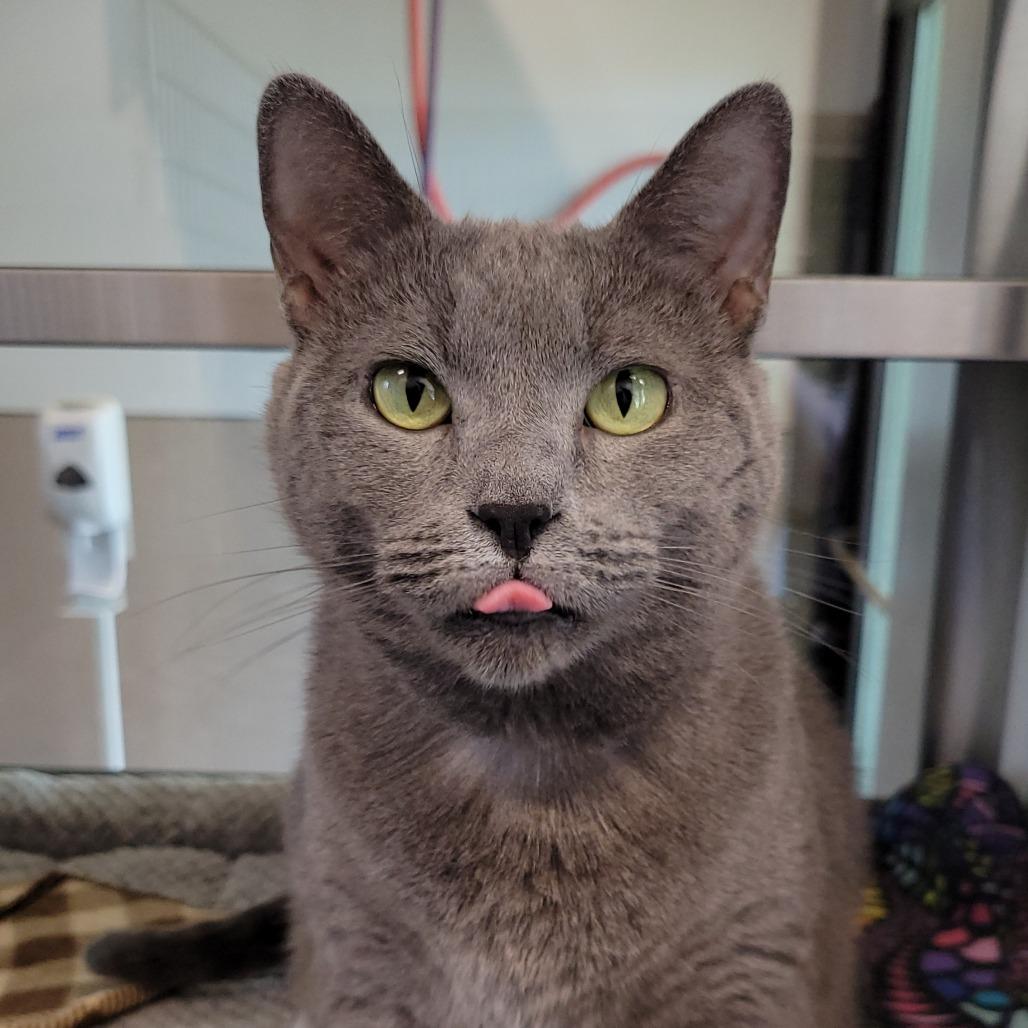 Luna, a Adoptable Domestic Short Hair in Nashville, IN image 2/6