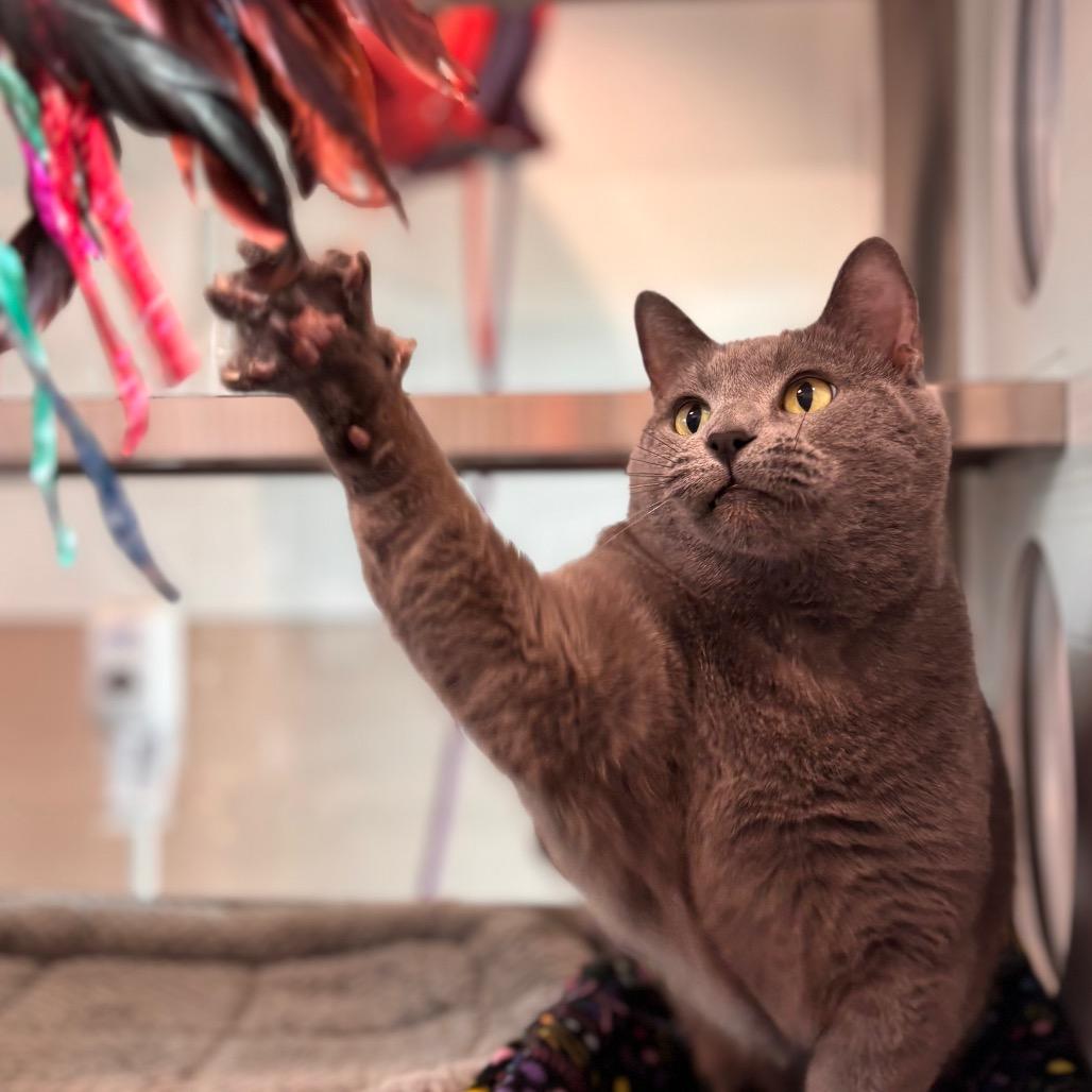 Luna, a Adoptable Domestic Short Hair in Nashville, IN image 3/6