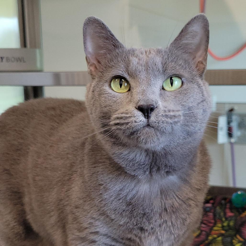 Luna, a Adoptable Domestic Short Hair in Nashville, IN image 5/6