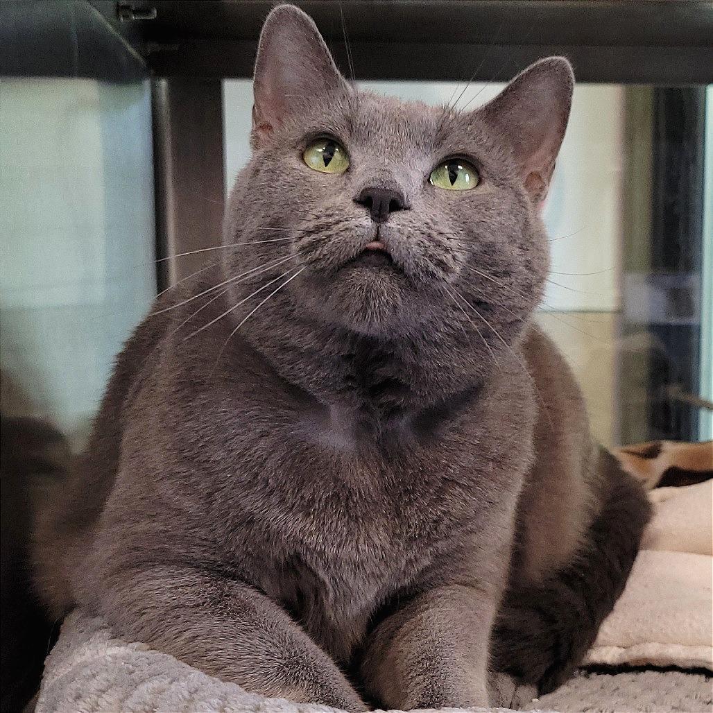 Luna, a Adoptable Domestic Short Hair in Nashville, IN image 6/6