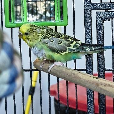 Arugula w/Bell Pepper and Green Bean 50% off, Adoptable, Young Female Parakeet (Other).