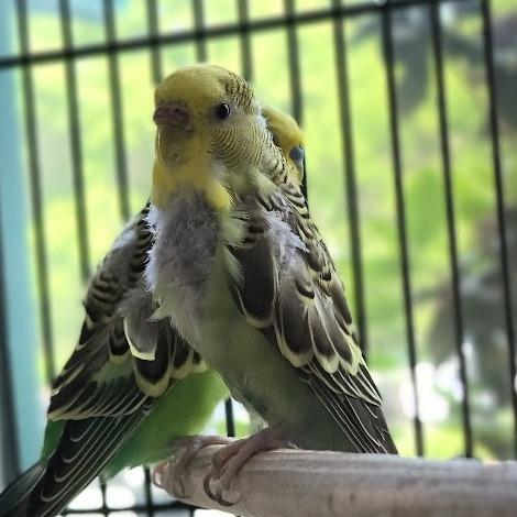 Arugula w/Bell Pepper and Green Bean 50% off, a Adoptable Parakeet (Other) in Springfield, MA image 2/2