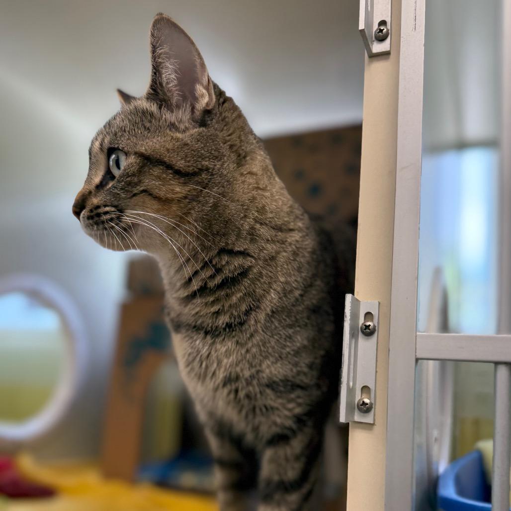 Romona (Holland Cat Cove), Adoptable, Adult Female Domestic Short Hair.