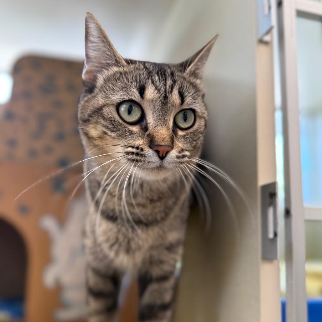 Enlarge Romona (Holland Cat Cove), a Adoptable Domestic Short Hair in West Olive, MI image 2/6