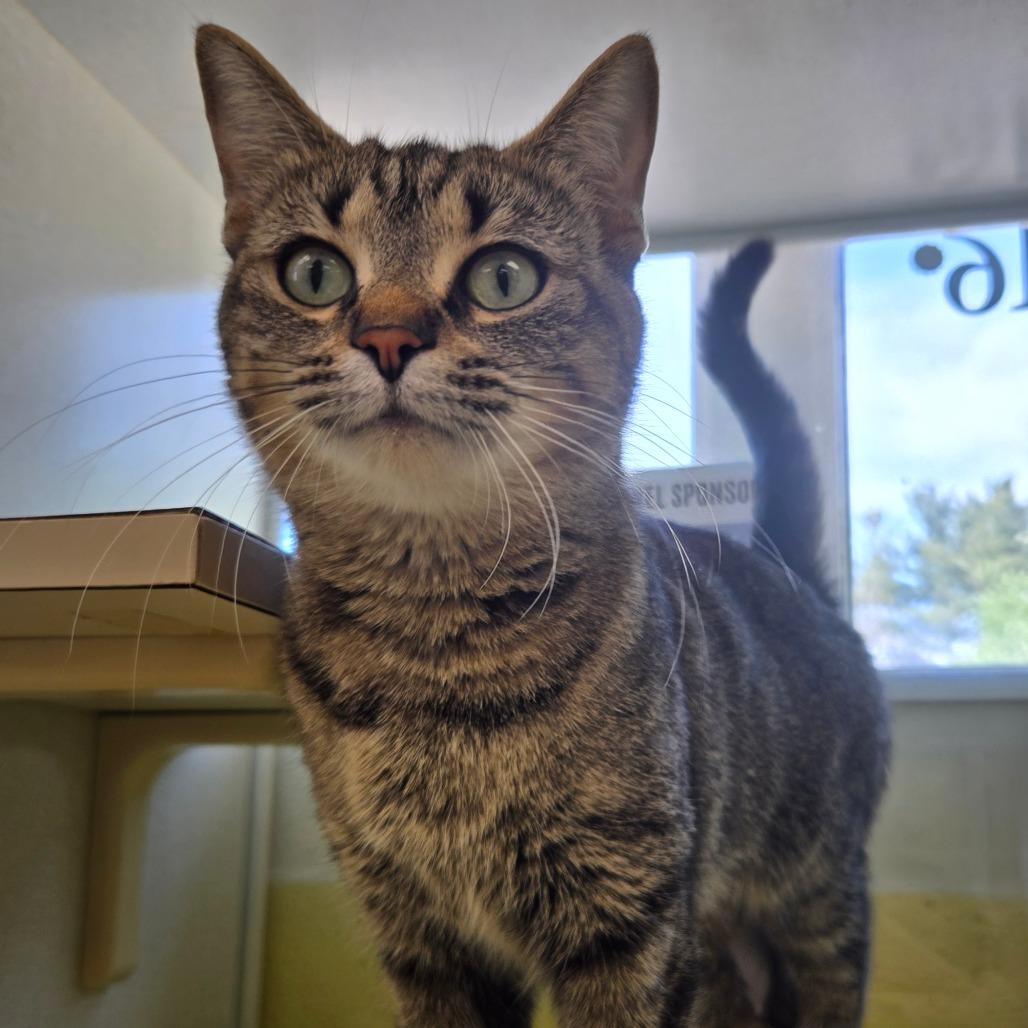 Enlarge Romona (Holland Cat Cove), a Adoptable Domestic Short Hair in West Olive, MI image 3/6