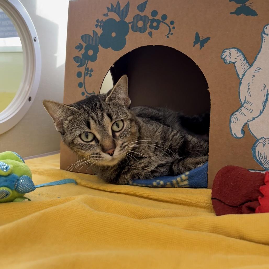 Enlarge Romona (Holland Cat Cove), a Adoptable Domestic Short Hair in West Olive, MI image 4/6