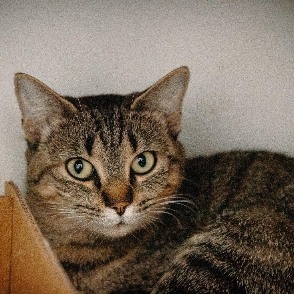 Enlarge Romona (Holland Cat Cove), a Adoptable Domestic Short Hair in West Olive, MI image 5/6