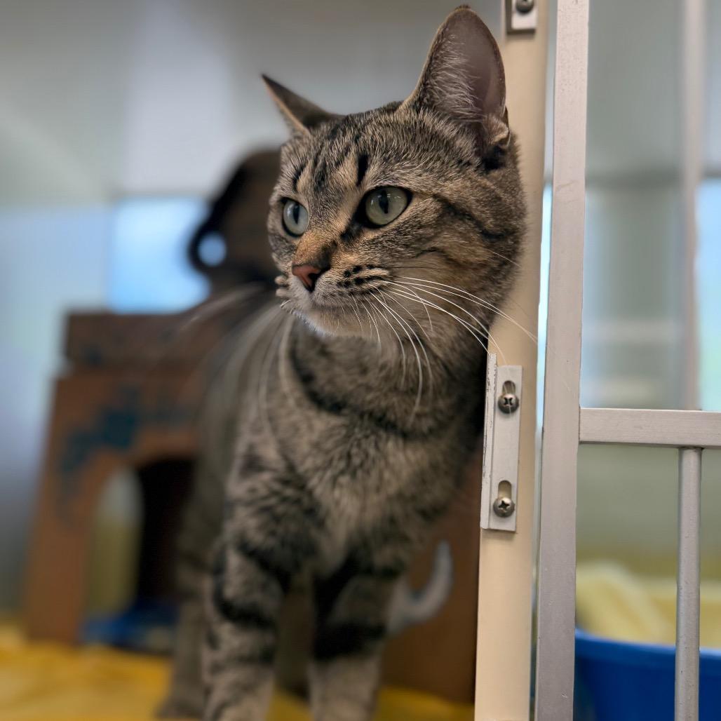 Enlarge Romona (Holland Cat Cove), a Adoptable Domestic Short Hair in West Olive, MI image 6/6