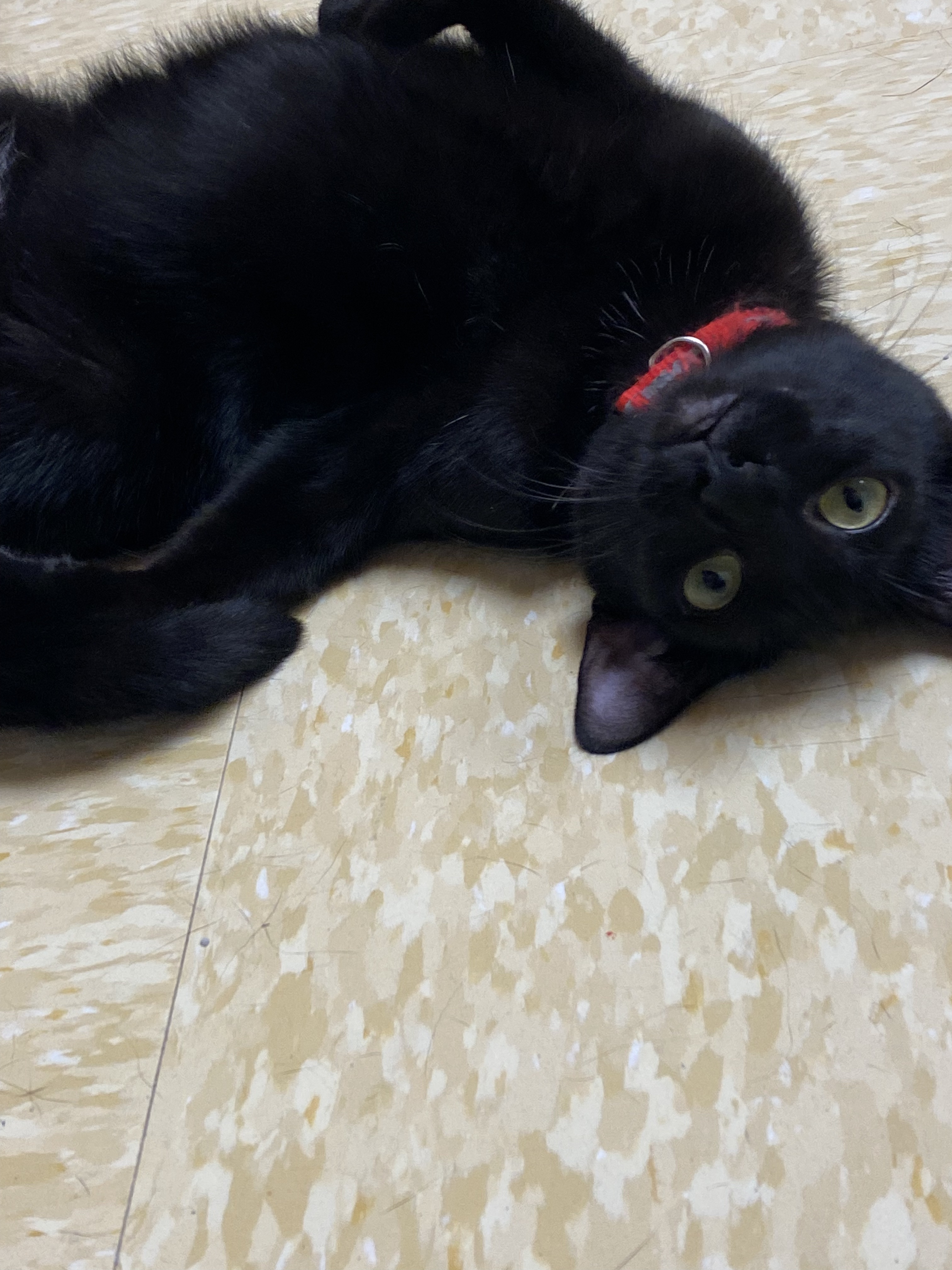 Enlarge Keely, a Adoptable Domestic Short Hair in Rochester, NY image 5/6