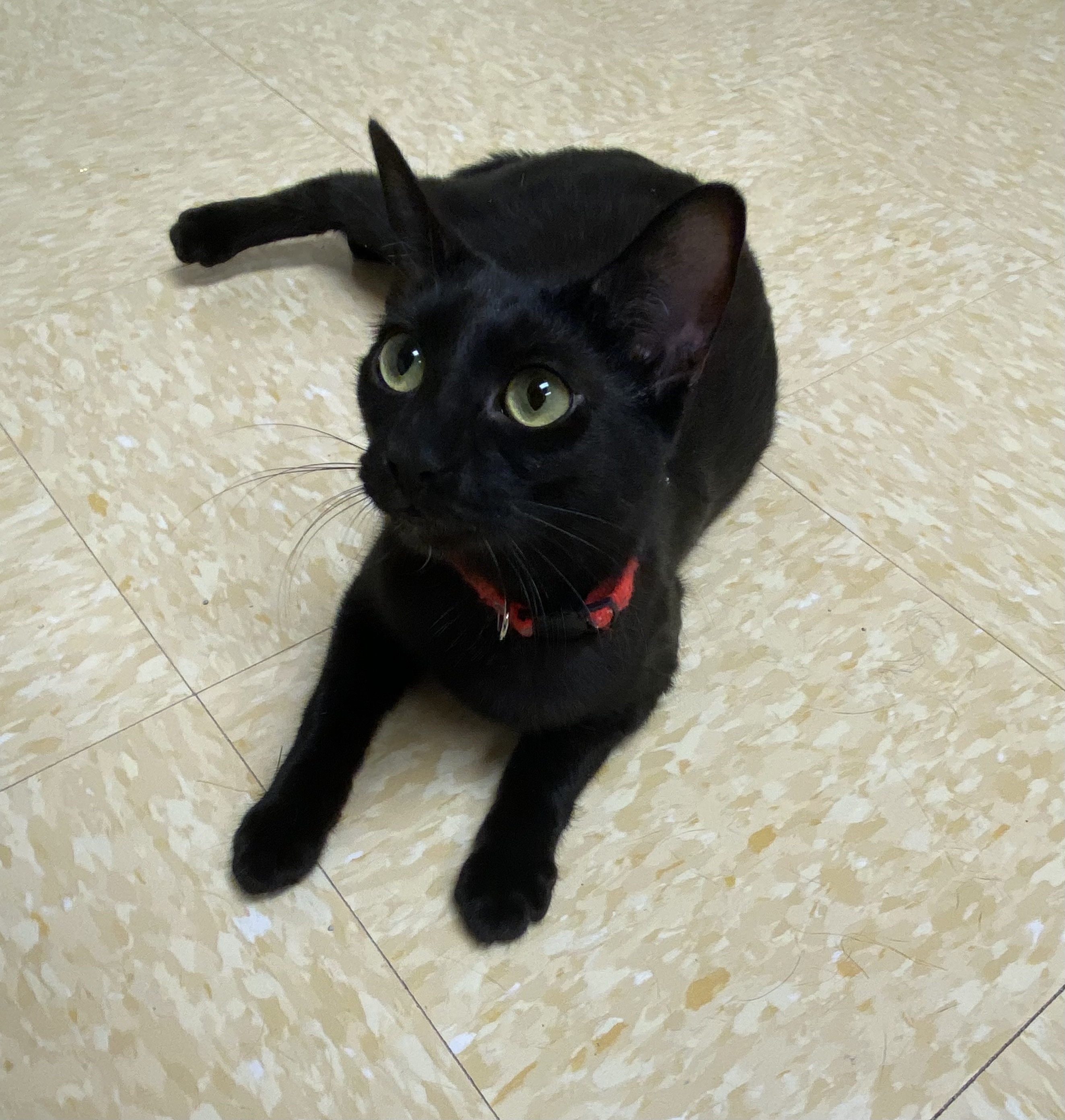 Enlarge Keely, a Adoptable Domestic Short Hair in Rochester, NY image 6/6