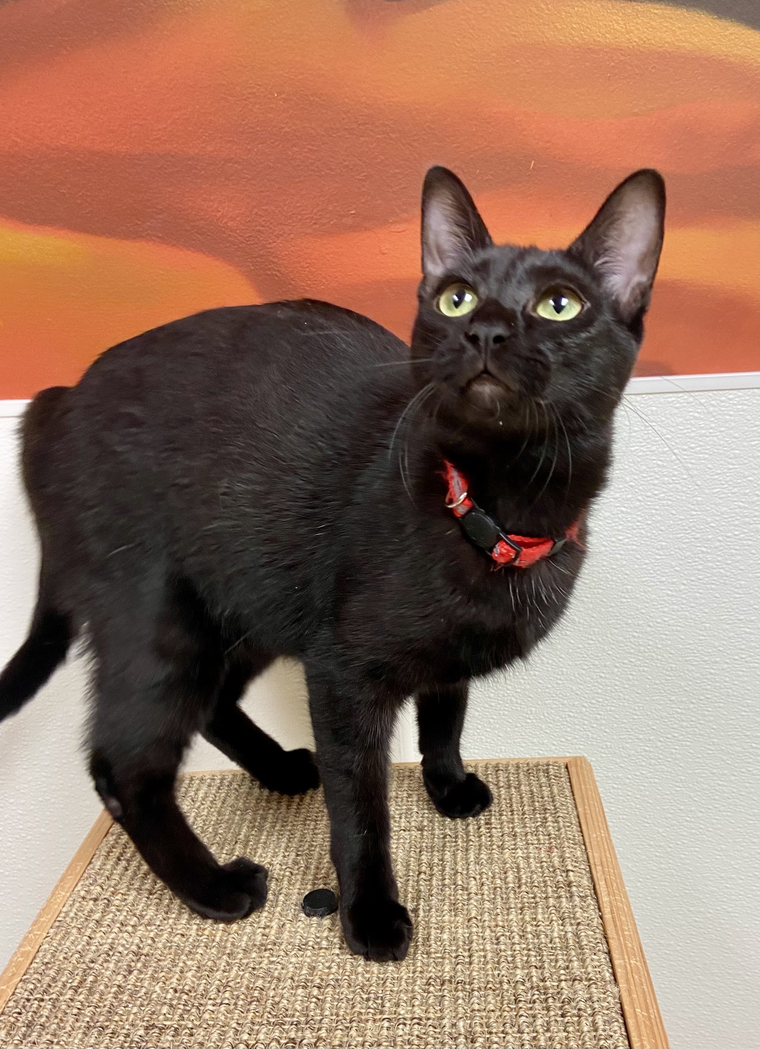 Enlarge Keely, a Adoptable Domestic Short Hair in Rochester, NY image 4/6