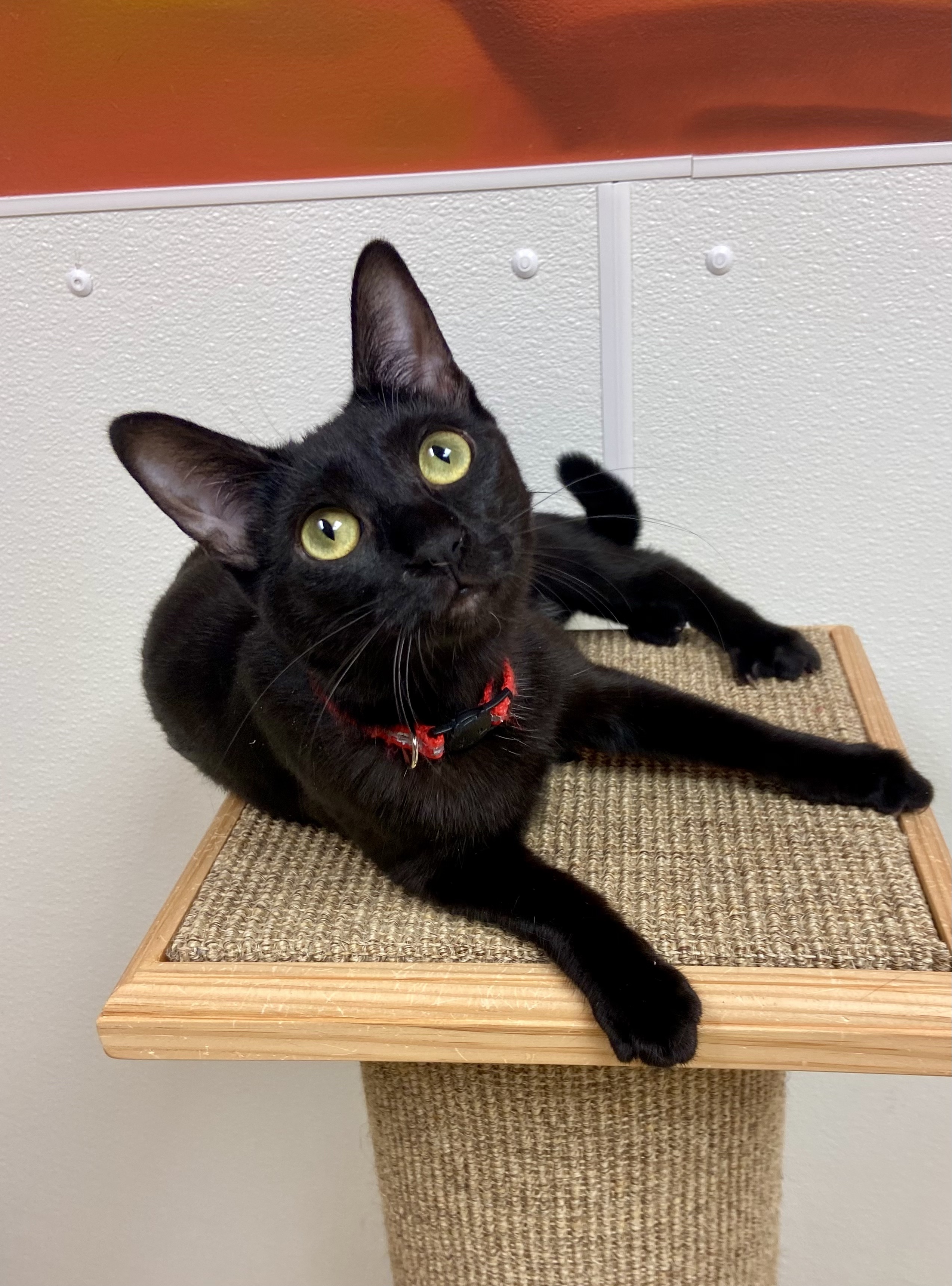 Enlarge Keely, a Adoptable Domestic Short Hair in Rochester, NY image 3/6
