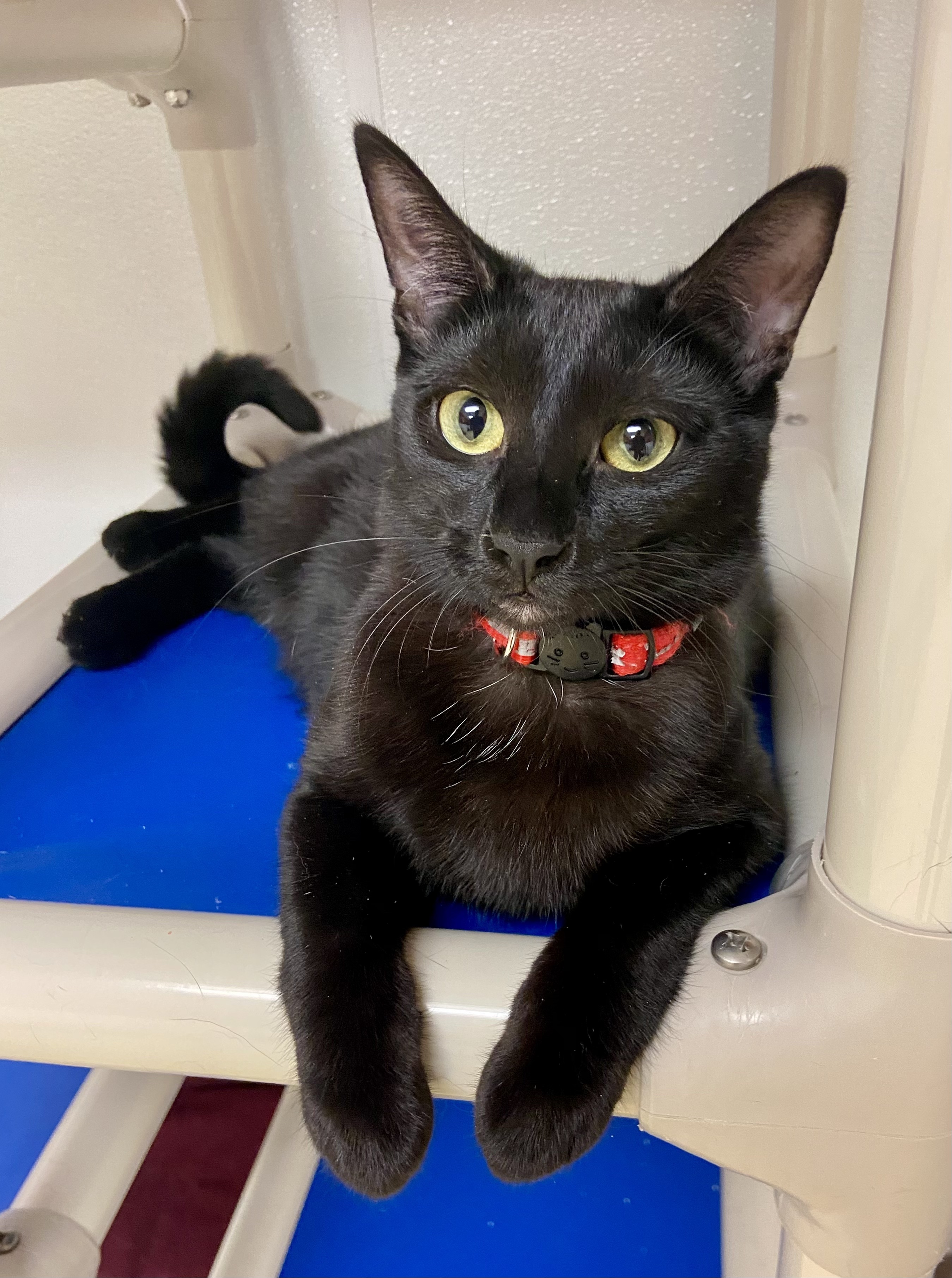 Enlarge Keely, a Adoptable Domestic Short Hair in Rochester, NY image 1/6