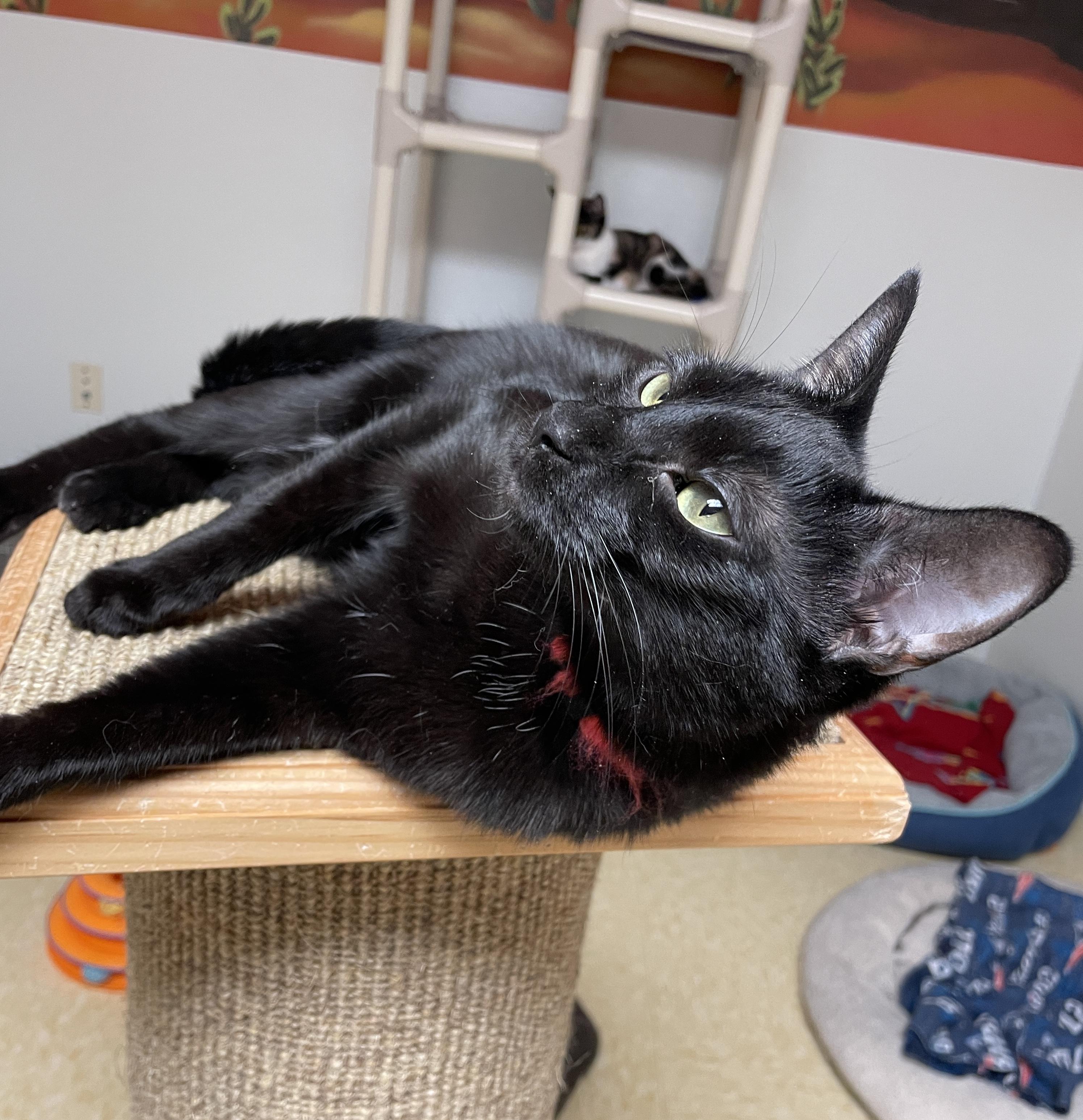 Enlarge Keely, a Adoptable Domestic Short Hair in Rochester, NY image 2/6