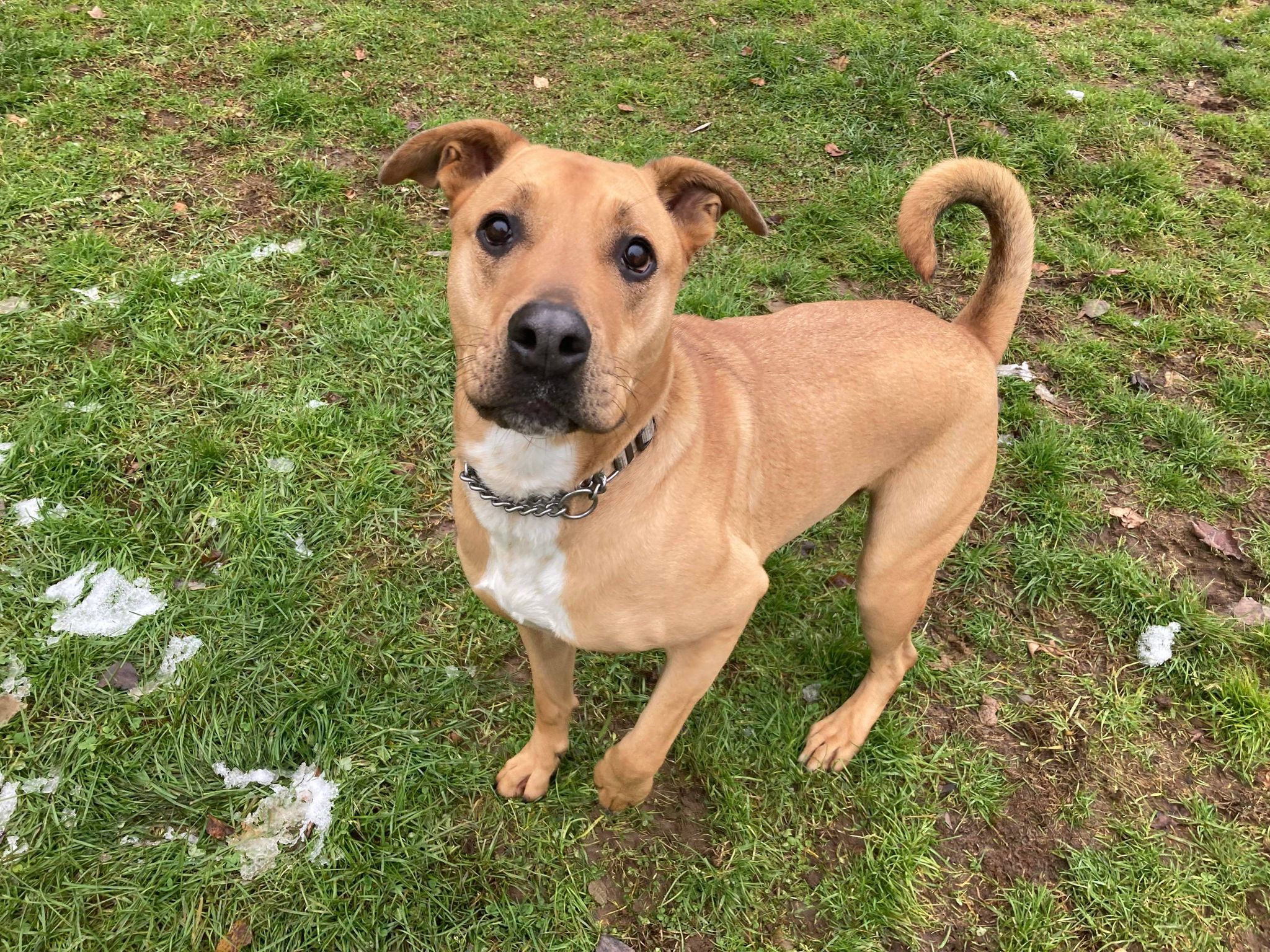 Diesel, Adoptable, Adult Male Labrador Retriever & Shepherd.