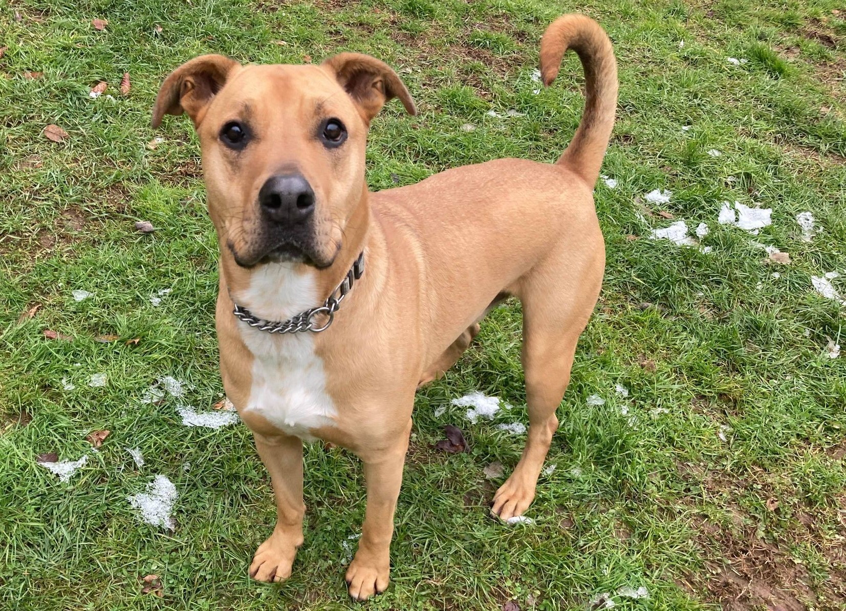 Enlarge Diesel, a Adoptable mixed breed in Coudersport, PA image 2/6
