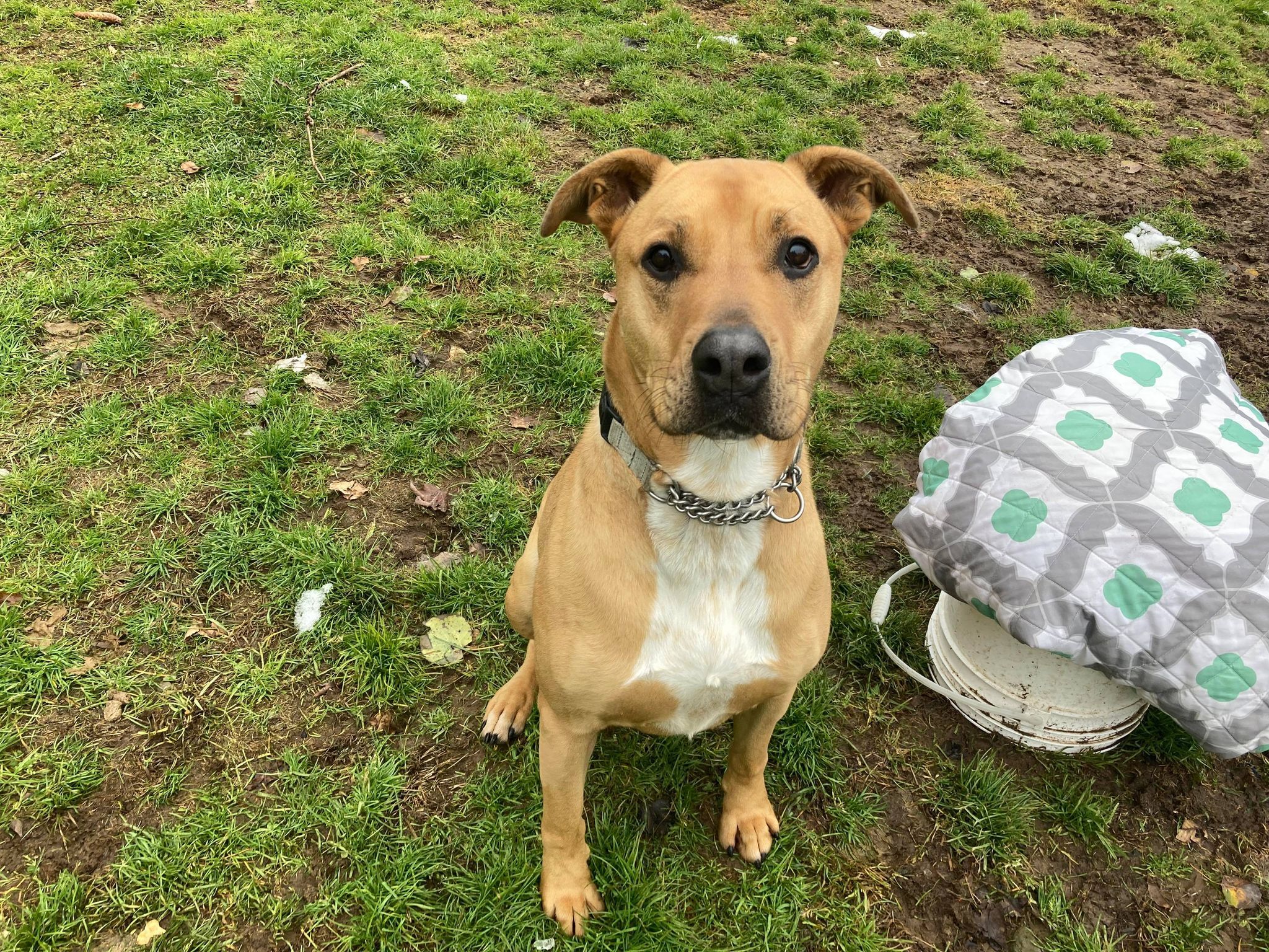 Enlarge Diesel, a Adoptable mixed breed in Coudersport, PA image 3/6