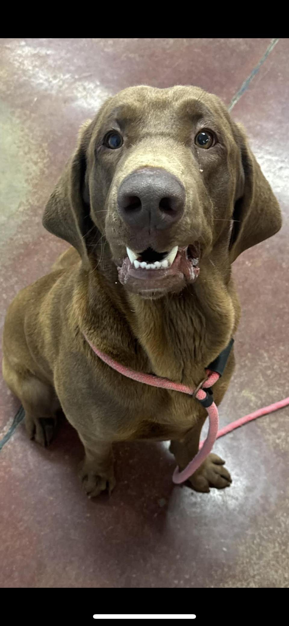 Enlarge Colin, a ADOPTABLE mixed breed in Shelbyville, KY image 3/4