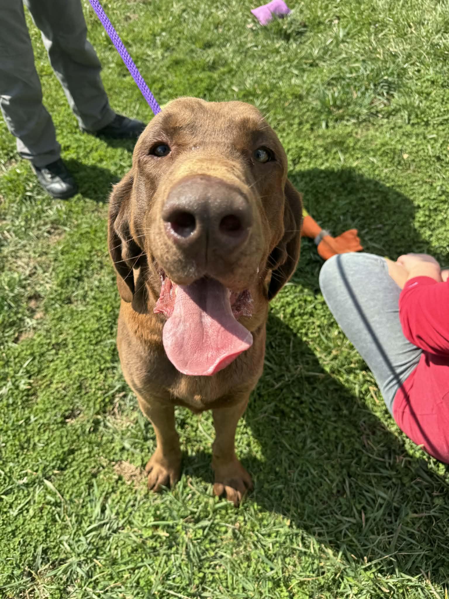 Enlarge Colin, a ADOPTABLE mixed breed in Shelbyville, KY image 2/4