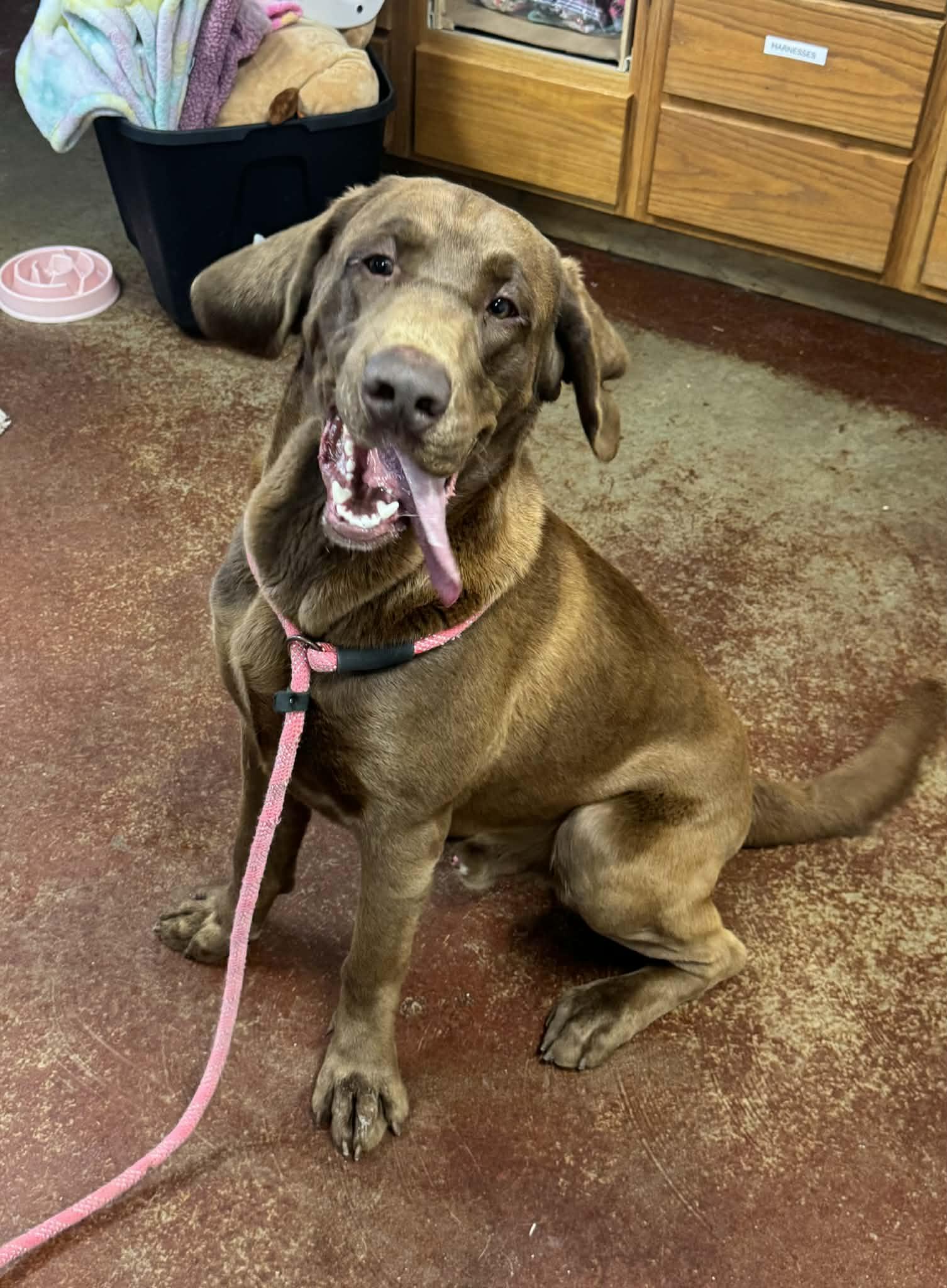 Enlarge Colin, a ADOPTABLE mixed breed in Shelbyville, KY image 1/4