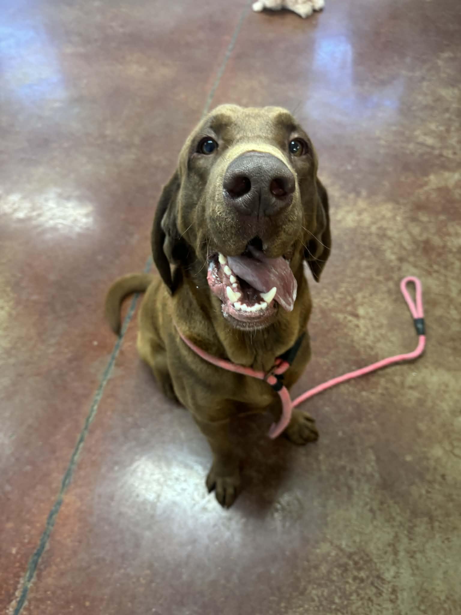Enlarge Colin, a ADOPTABLE mixed breed in Shelbyville, KY image 4/4