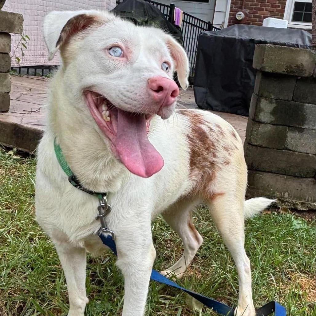 Enlarge Miso, a Adoptable mixed breed in Prospect, KY image 1/1