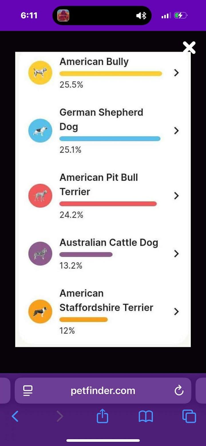 Jasper, an adopted mixed breed in Rochester, WA image 2/5