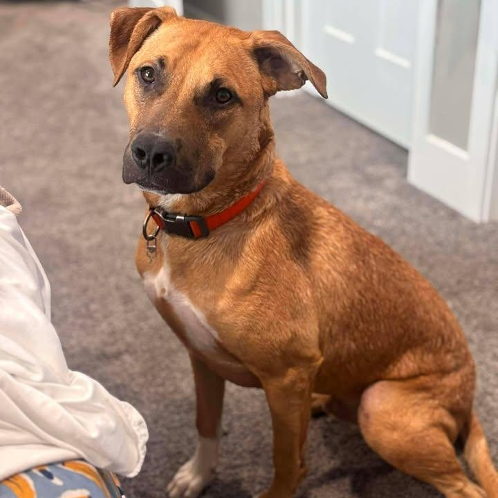 Jasper, an adopted mixed breed in Rochester, WA image 1/5