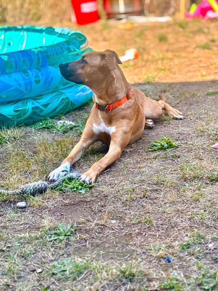 Jasper, an adopted mixed breed in Rochester, WA image 3/5