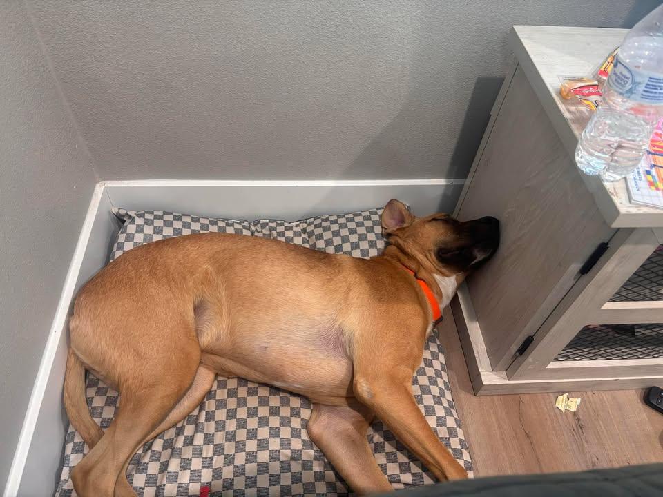 Jasper, an adopted mixed breed in Rochester, WA image 5/5