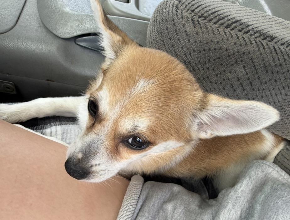 Annie, ADOPTABLE, Puppy Female Chihuahua.