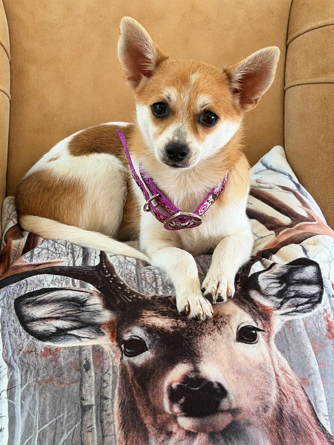 Enlarge Annie, a ADOPTABLE Chihuahua in Morristown, TN image 2/2