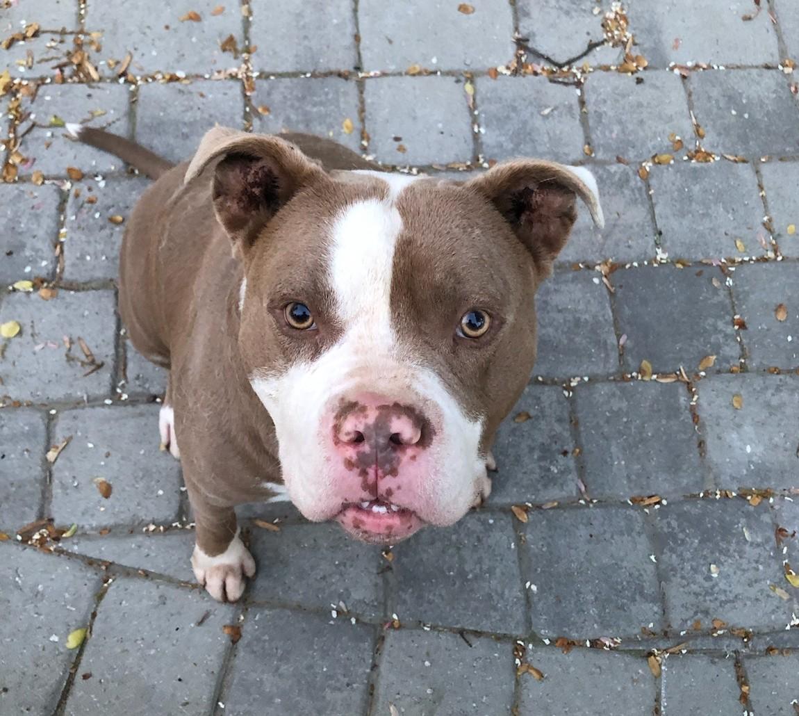 Enlarge Chewy - living in a garage, an adoptable American Staffordshire Terrier in Jarrettsville, MD image 1/6