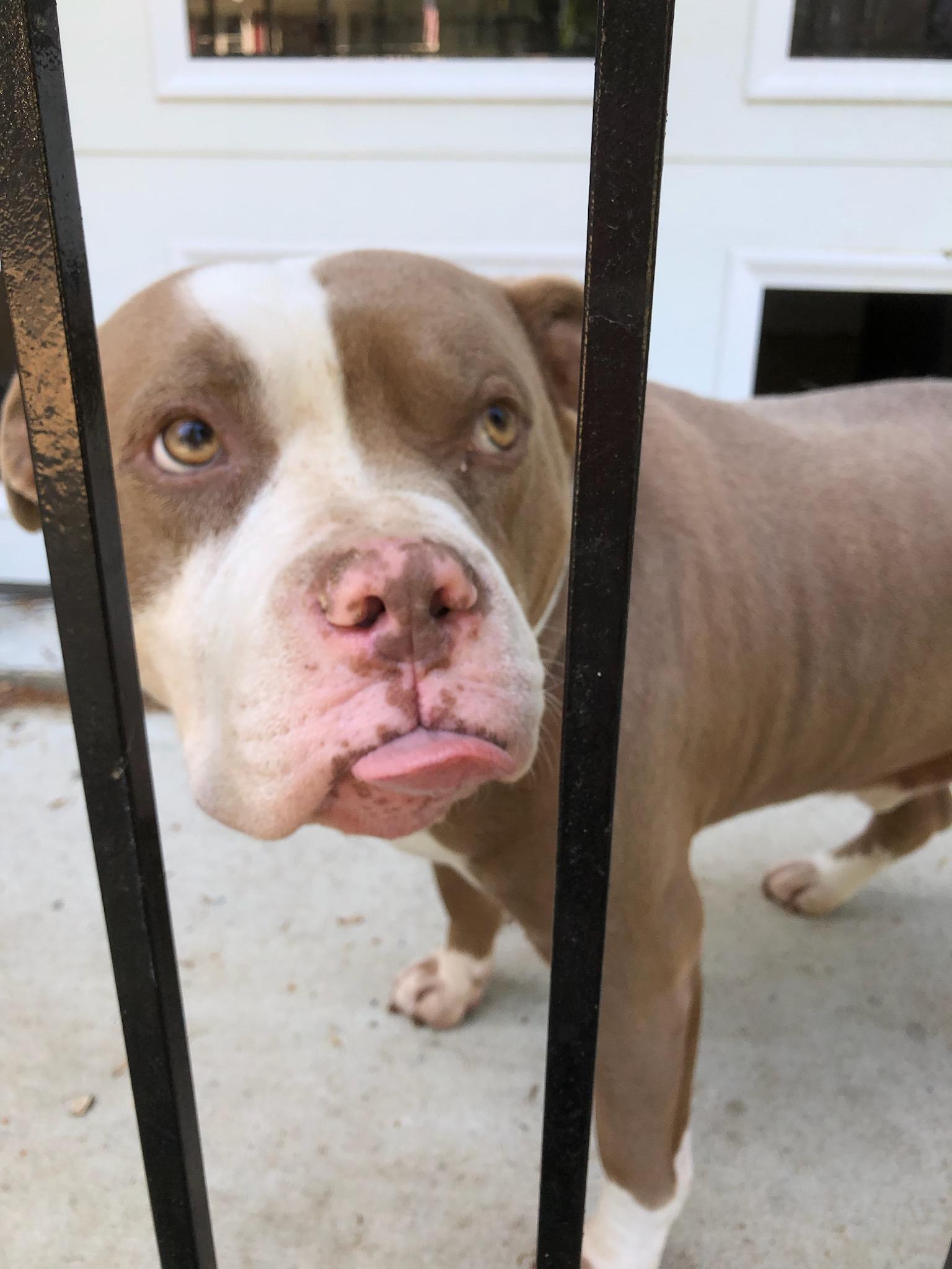Enlarge Chewy - living in a garage, an adoptable American Staffordshire Terrier in Jarrettsville, MD image 2/6