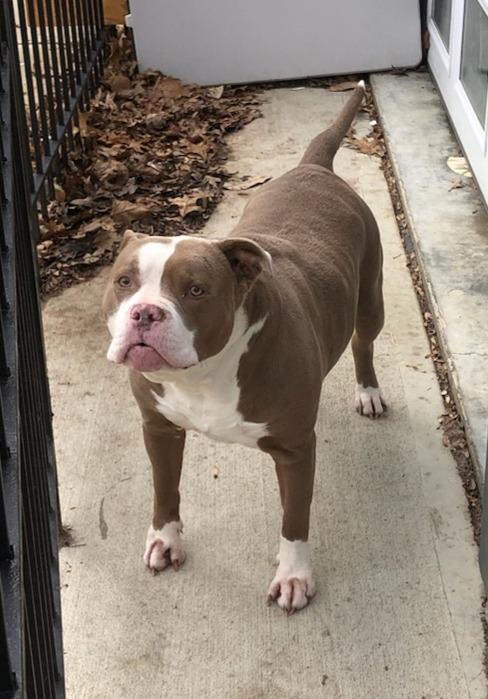 Enlarge Chewy, a ADOPTABLE American Staffordshire Terrier in Jarrettsville, MD image 4/6