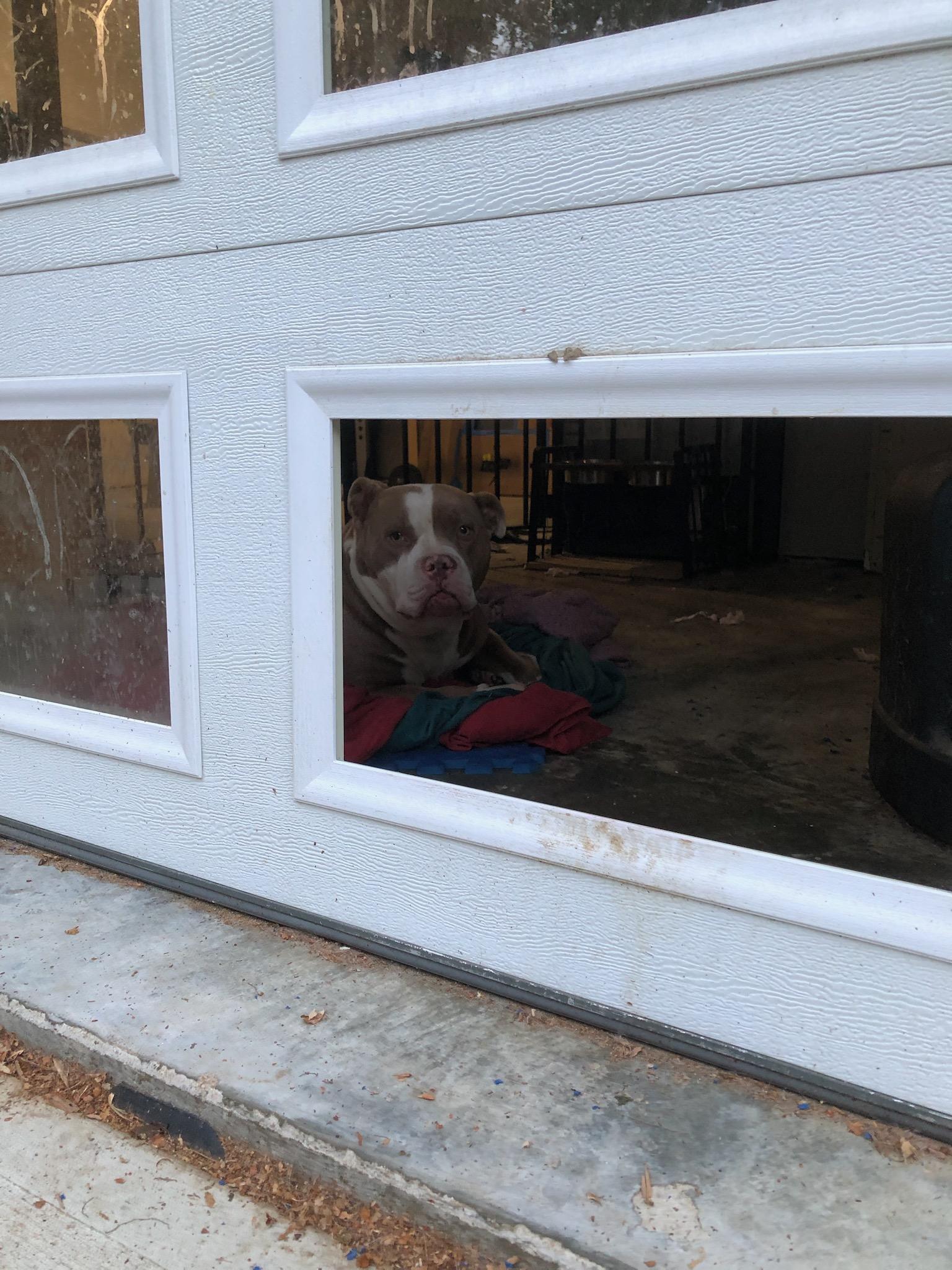 Enlarge Chewy - living in a garage, an adoptable American Staffordshire Terrier in Jarrettsville, MD image 6/6