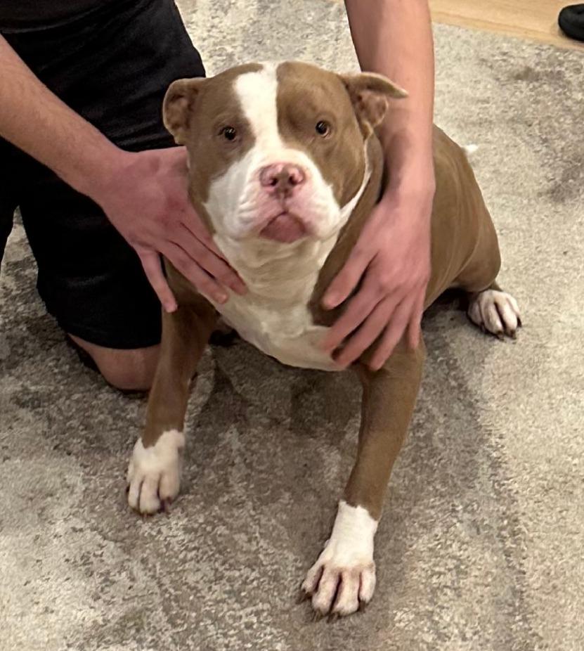 Chewy, ADOPTABLE, Adult Male American Staffordshire Terrier.