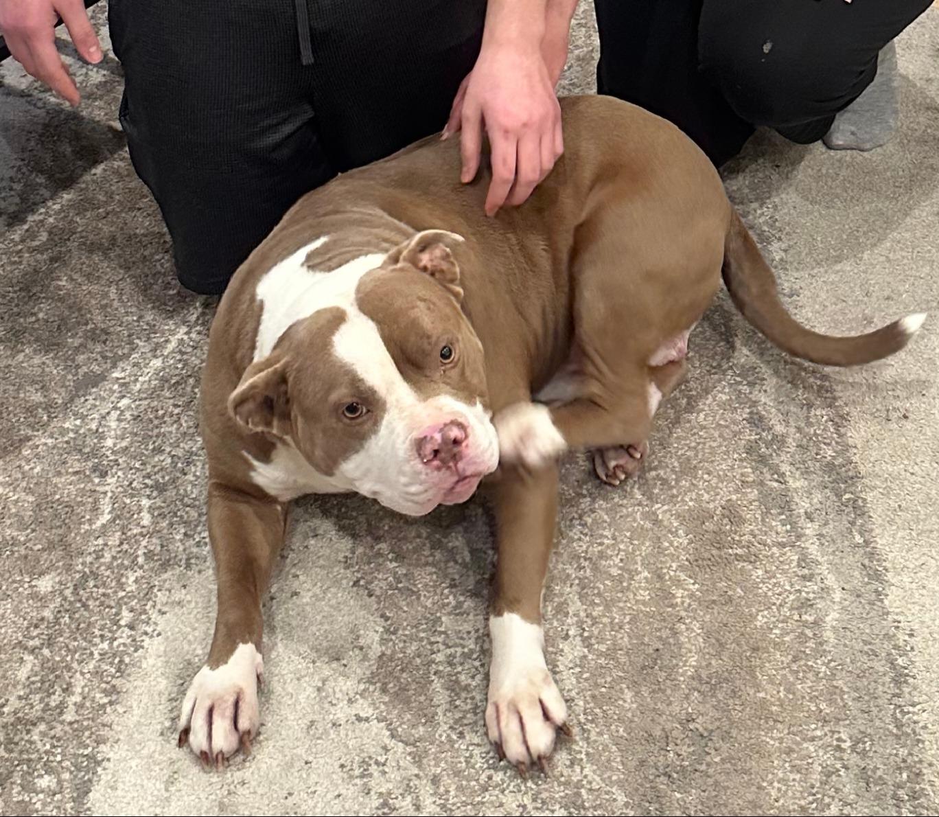 Enlarge Chewy, a ADOPTABLE American Staffordshire Terrier in Jarrettsville, MD image 5/6