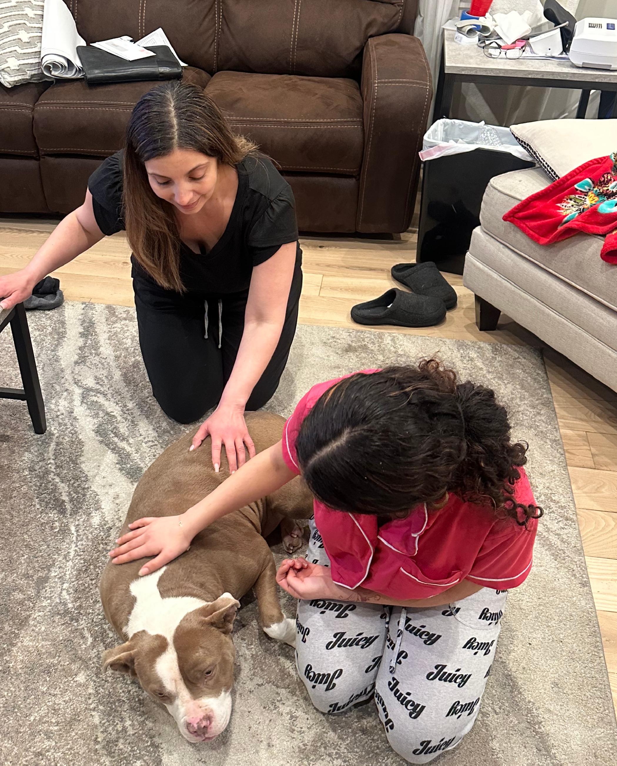 Enlarge Chewy, a ADOPTABLE American Staffordshire Terrier in Jarrettsville, MD image 3/6