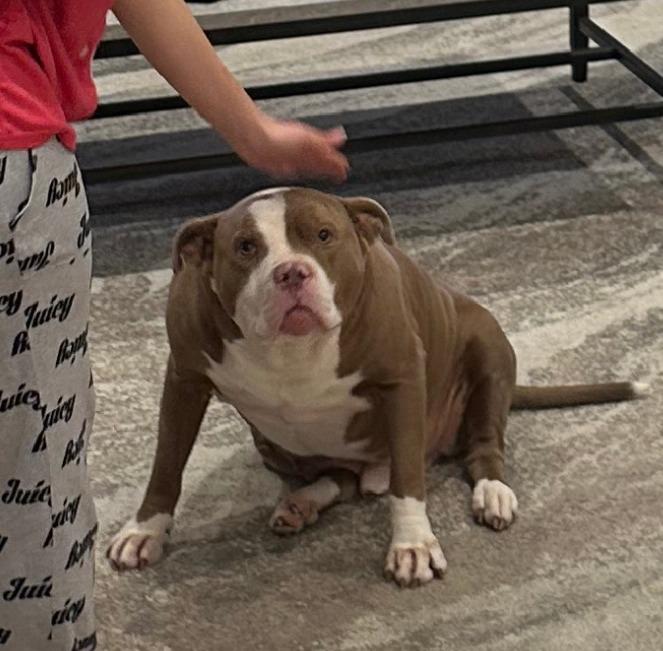 Enlarge Chewy, a ADOPTABLE American Staffordshire Terrier in Jarrettsville, MD image 2/6