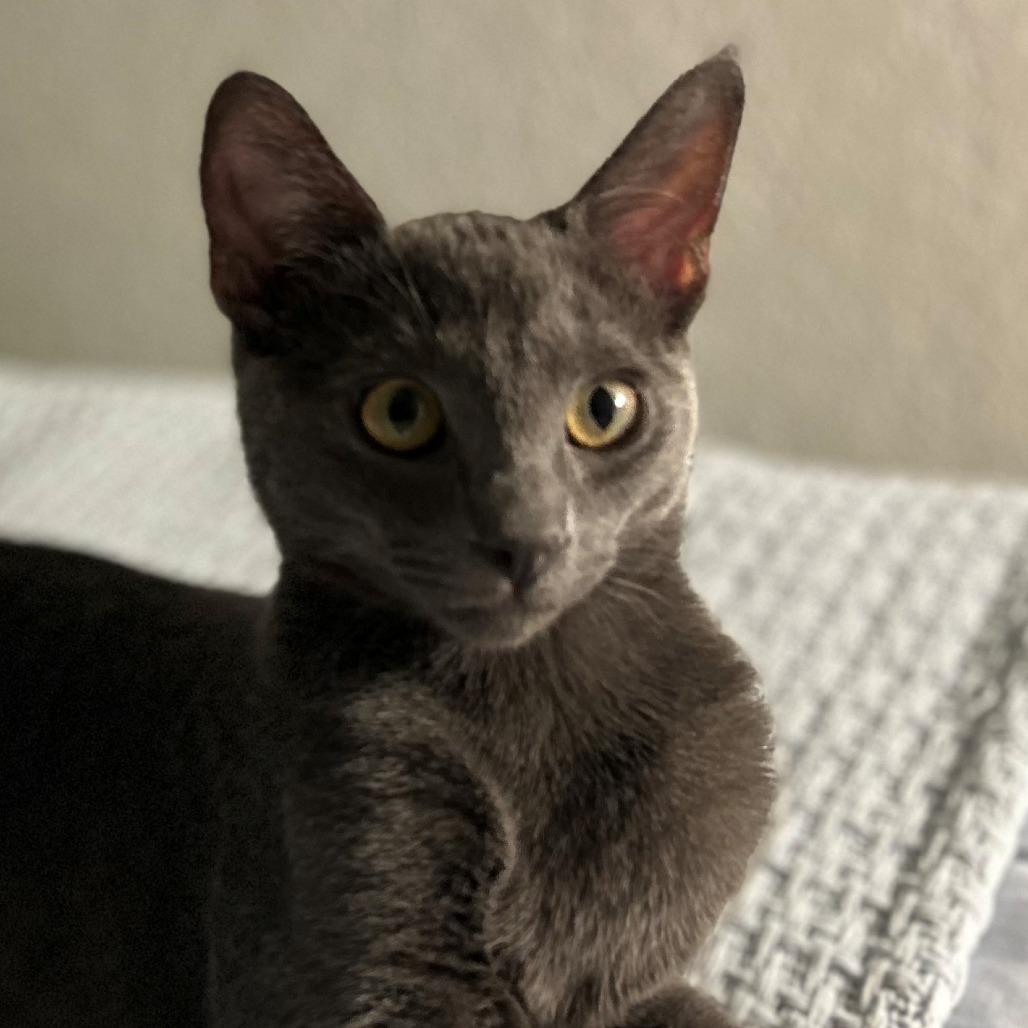 Smokey, Adoptable, Young Male Domestic Short Hair.