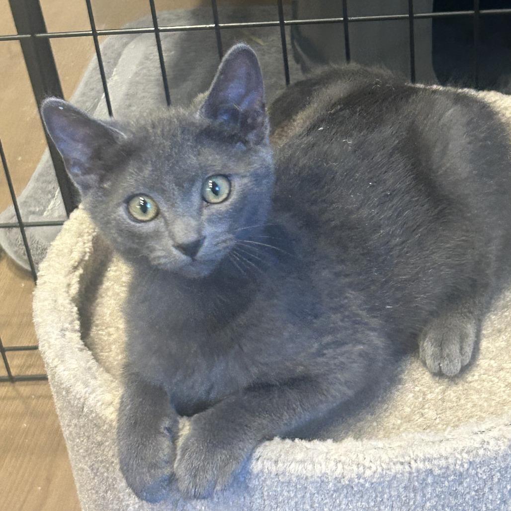 Smokey, Adoptable, Kitten Male Domestic Short Hair.