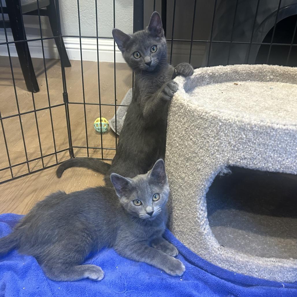 Smokey, a Adoptable Domestic Short Hair in Santa Rosa, CA image 2/3