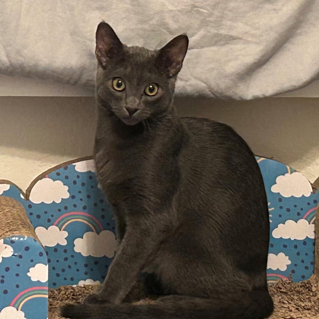 Smokey, a Adoptable Domestic Short Hair in Santa Rosa, CA image 4/6