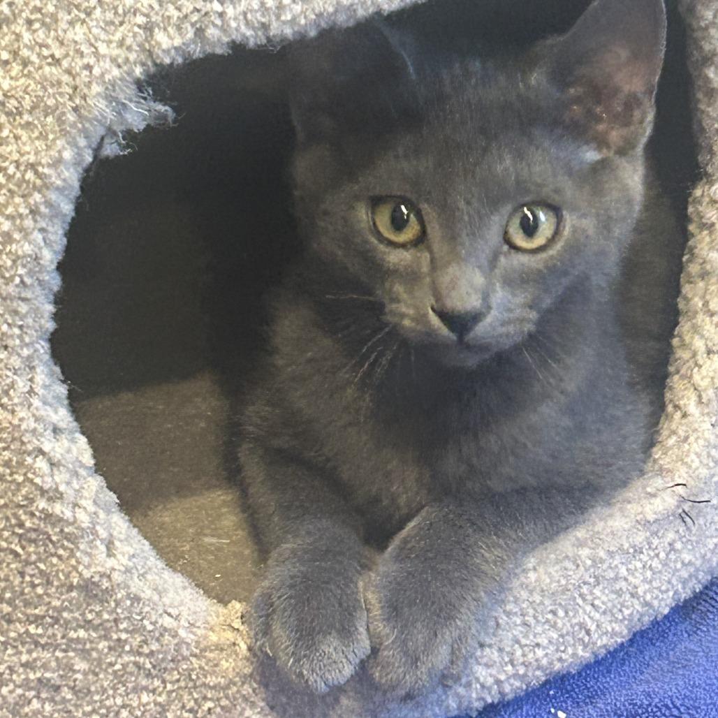 Smokey, a Adoptable Domestic Short Hair in Santa Rosa, CA image 3/3