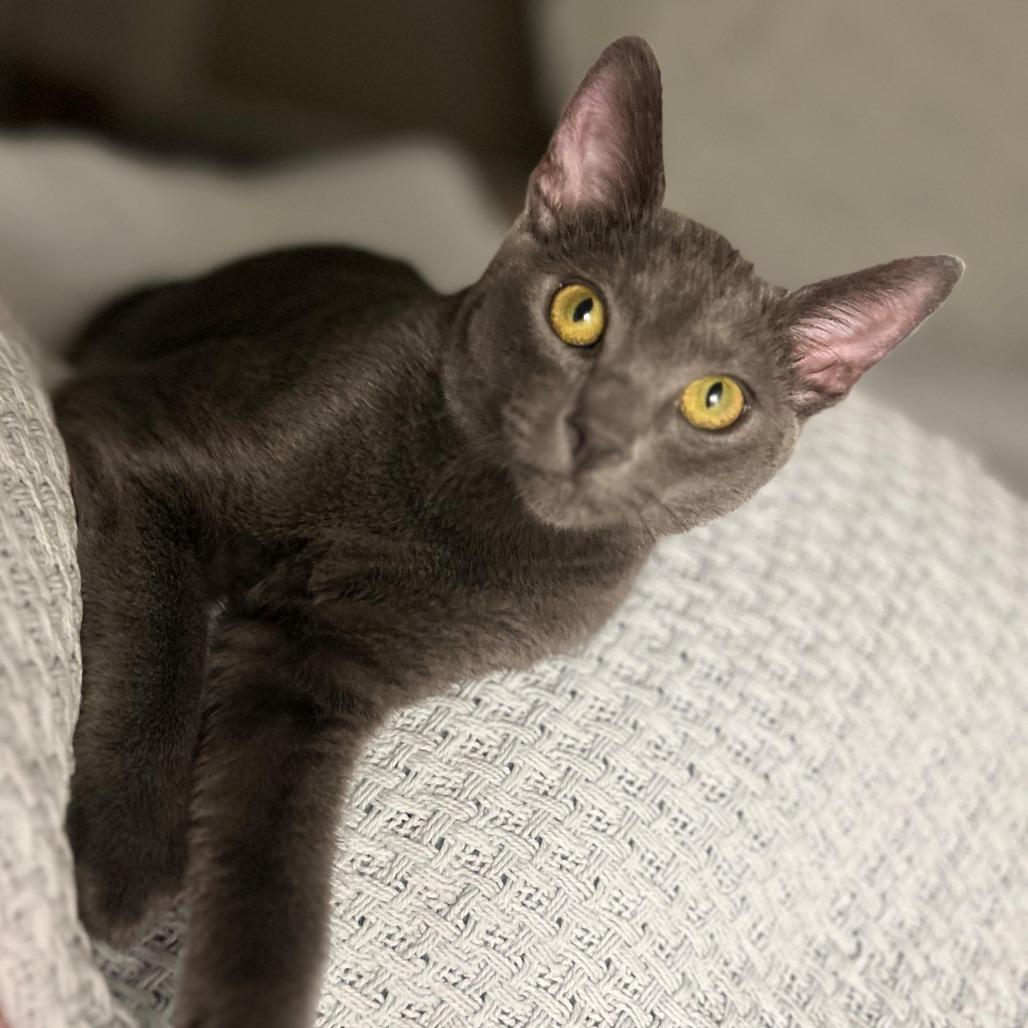 Smokey, a Adoptable Domestic Short Hair in Santa Rosa, CA image 6/6