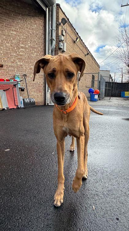 Enlarge Jello, a Adoptable mixed breed in Chicago, IL image 1/1